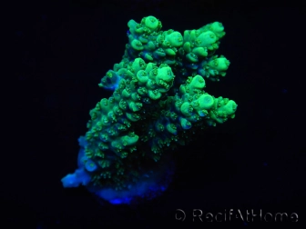 WYSIWYG Acropora 15M6 Australie acclimaté led