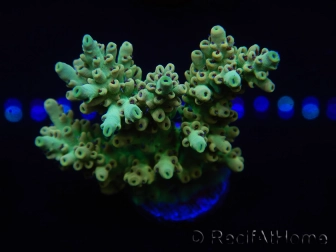 WYSIWYG Acropora microclados 15O6 Mariculture Acclimaté led