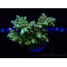 WYSIWYG Acropora microclados 15O6 Mariculture Acclimaté led