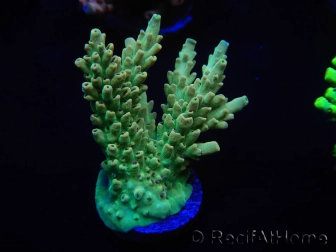 WYSIWYG Acropora selago 15P3 Mariculture Acclimaté led