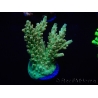 WYSIWYG Acropora selago 15P3 Mariculture Acclimaté led