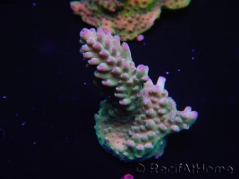 WYSIWYG Acropora millepora 15A4 Australie acclimaté led