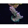 WYSIWYG Acropora millepora 15A4 Australie acclimaté led