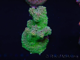 WYSIWYG Acropora millepora 15A9 Australie acclimaté led