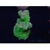 WYSIWYG Acropora millepora 15A9 Australie acclimaté led