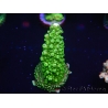 WYSIWYG Acropora hyacinthus 15B9 Mariculture acclimaté led