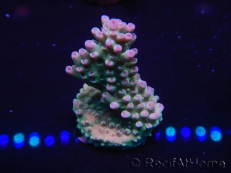 WYSIWYG Acropora millepora 15C9 Australie acclimaté led