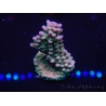 WYSIWYG Acropora millepora 15C9 Australie acclimaté led