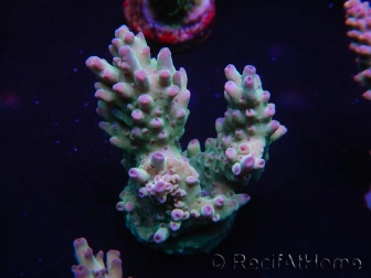 WYSIWYG Acropora millepora 15D7 Mariculture acclimaté led