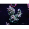 WYSIWYG Acropora millepora 15D7 Mariculture acclimaté led