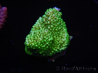 WYSIWYG Acropora sarmentosa 15E1 Australie acclimaté led