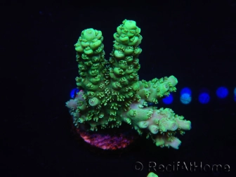 WYSIWYG Acropora echinata 15M2 Australie acclimaté led