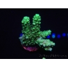 WYSIWYG Acropora echinata 15M2 Australie acclimaté led