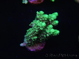 WYSIWYG Acropora 15M6 Australie acclimaté led