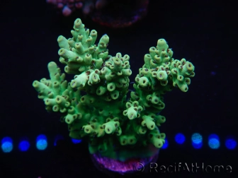 WYSIWYG Acropora microclados 15O6 Mariculture Acclimaté led