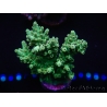 WYSIWYG Acropora microclados 15O6 Mariculture Acclimaté led