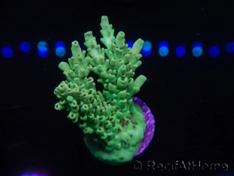 WYSIWYG Acropora selago 15P3 Mariculture Acclimaté led