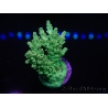 WYSIWYG Acropora selago 15P3 Mariculture Acclimaté led