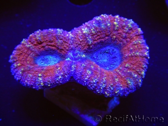 WYSIWYG Lobophyllia sp 6 (Skeleton 4.5 cm)