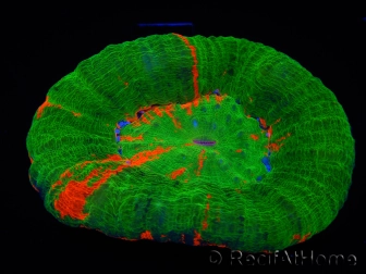 WYSIWYG Homophyllia australis (ex Scolymia) Reverse Bleeding Apple 14 (4.5 cm)