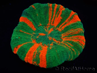 WYSIWYG Homophyllia australis (ex Scolymia) UFO 18 (6 cm) 