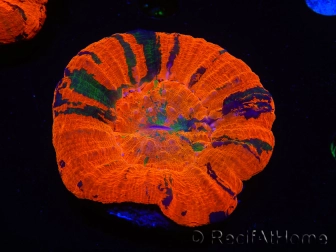 WYSIWYG Homophyllia australis (ex Scolymia) UFO 22 (5 cm)