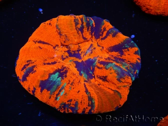 WYSIWYG Homophyllia australis (ex Scolymia) Blueish 17 (7.5 cm)