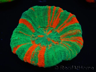 WYSIWYG Homophyllia australis (ex Scolymia) UFO 18 (6 cm) 