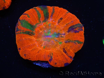 WYSIWYG Homophyllia australis (ex Scolymia) UFO 22 (5 cm)