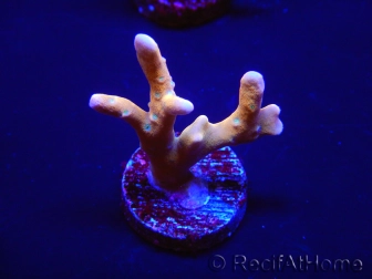 WYSIWYG - MH Tropicana Anacropora 18E2