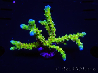 WYSIWYG - AK Goldenrod Anacropora 18B1