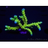 WYSIWYG - AK Goldenrod Anacropora 18B1