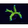 WYSIWYG - AK Goldenrod Anacropora 18B2