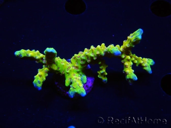 WYSIWYG - AK Goldenrod Anacropora 18B3