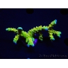 WYSIWYG - AK Goldenrod Anacropora 18B3