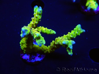 WYSIWYG - AK Goldenrod Anacropora 18B4