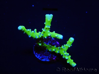 WYSIWYG - BR Green Goblin Anacropora 18A1