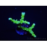 WYSIWYG - BR Green Goblin Anacropora 18A1