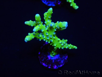 WYSIWYG - BR Green Goblin Anacropora 18A2