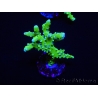 WYSIWYG - BR Green Goblin Anacropora 18A2