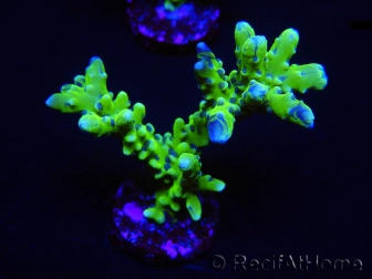 WYSIWYG - BR Green Goblin Anacropora 18A3