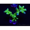 WYSIWYG - BR Green Goblin Anacropora 18A3