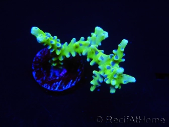 WYSIWYG - BR Green Goblin Anacropora 18A4