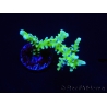 WYSIWYG - BR Green Goblin Anacropora 18A4