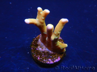 WYSIWYG - MH Tropicana Anacropora 18E4