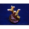 WYSIWYG - MH Tropicana Anacropora 18E4