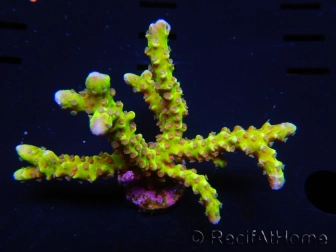 WYSIWYG - AK Goldenrod Anacropora 18B1