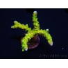 WYSIWYG - AK Goldenrod Anacropora 18B2