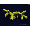 WYSIWYG - AK Goldenrod Anacropora 18B3