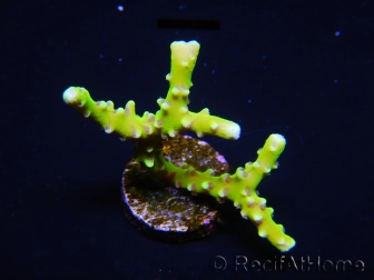 WYSIWYG - BR Green Goblin Anacropora 18A1